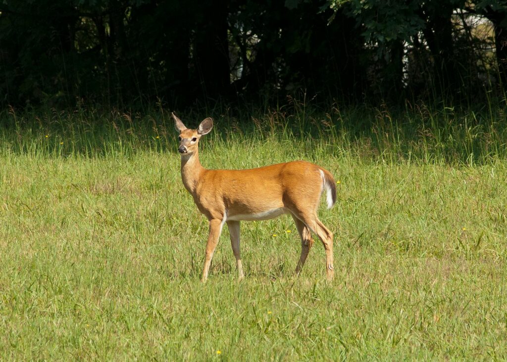 野生動物