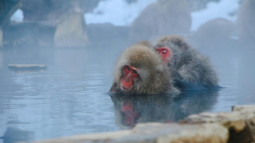 温泉に入るサル